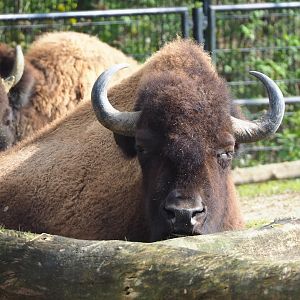 American Plains bison (Bison bison bison), 2023-04-18