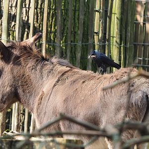 Domestic donkey (Equus africanus asinus) with wild Western jackdaw (Coloeus monedula) plucking hair, 2023-04-18