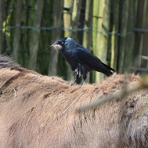 Wild Western jackdaw (Coloeus monedula) plucking donkey hair, 2023-04-18