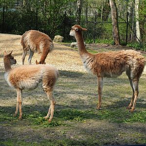 Vicuñas (Vicugna vicugna), 2023-04-18