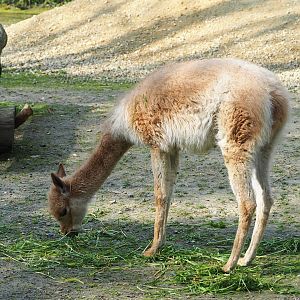 Vicuña (Vicugna vicugna), 2023-04-18