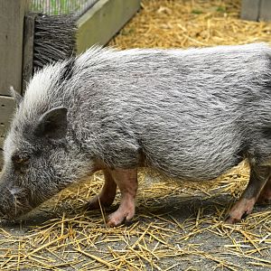 Barnyard - Minature Juliana Pig (Sus scrofa domesticus)