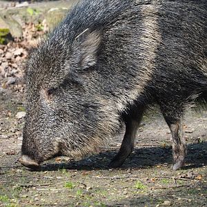 Chacoan peccary (Catagonus wagneri), 2023-04-18
