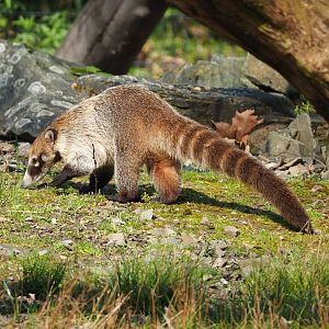 White-nosed coati (Nasua narica), 2023-04-18