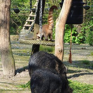 White-nosed coati (Nasua narica) and Chacoan peccaries (Catagonus wagneri), 2023-04-18