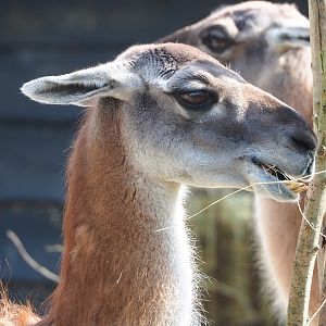 Guanaco (Lama guanicoe), 2023-04-18