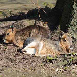 Patagonian maras (Dolichotis patagonum), 2023-04-18