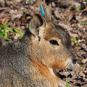 Patagonian mara (Dolichotis patagonum), 2023-04-18