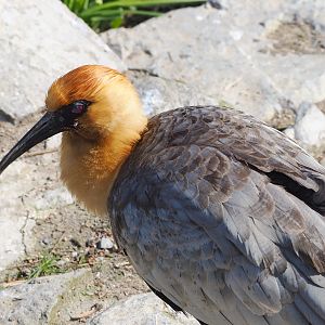Black-faced ibis (Theristicus melanopis), 2023-04-18