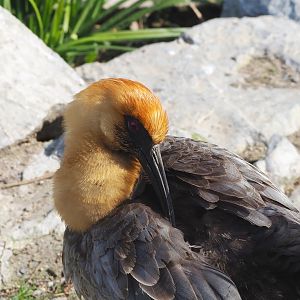 Black-faced ibis (Theristicus melanopis), 2023-04-18