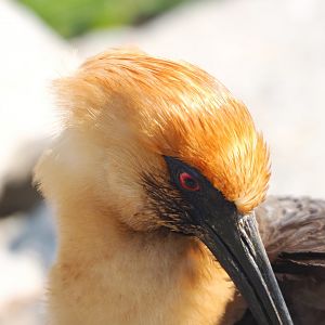 Black-faced ibis (Theristicus melanopis), 2023-04-18