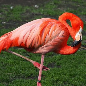 American flamingo (Phoenicopterus ruber), 2023-04-18