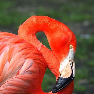 American flamingo (Phoenicopterus ruber), 2023-04-18