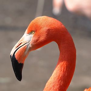 American flamingo (Phoenicopterus ruber), 2023-04-18