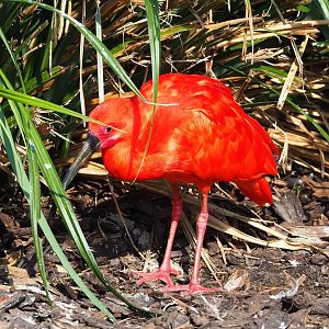 Scarlet ibis (Eudocimus ruber), 2023-04-18