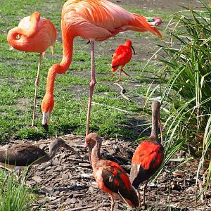 American flamingos (Phoenicopterus ruber) and Scarlet ibises (Eudocimus ruber), 2023-04-18