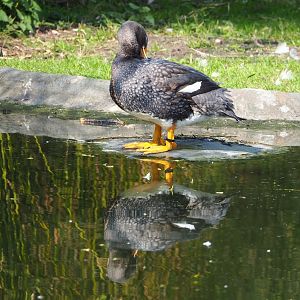 Magellanic flightless steamer duck (Tachyeres pteneres), 2023-04-18