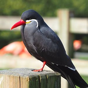 Inca tern (Larosterna inca), 2023-04-18