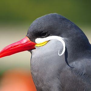 Inca tern (Larosterna inca), 2023-04-18