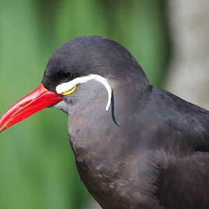 Inca tern (Larosterna inca), 2023-04-18