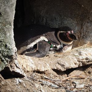 Humboldt penguin (Spheniscus humboldti), 2023-04-18