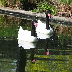 Black-necked swans (Cygnus melancoryphus), 2023-04-18
