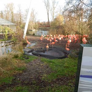 Latin American aviary 261124