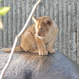 Lion juvenile 261124