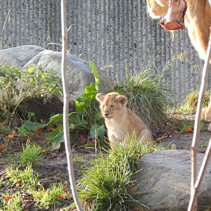 Lion juvenile 261124