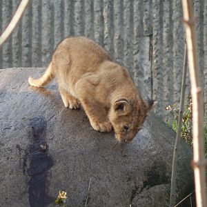 Lion juvenile 261124