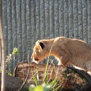 Lion juvenile 261124