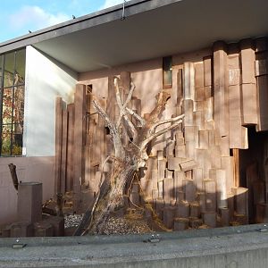 Hamadryas baboon habitat 261124