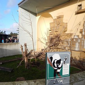 Black and white ruffed lemur habitat 261124