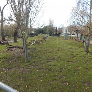 Tasmanian eastern grey kangaroo habitat 261124