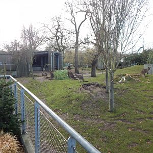 Tasmanian eastern grey kangaroo habitat 261124