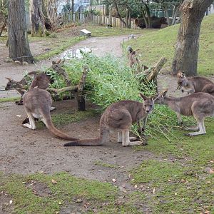 Tasmanian eastern grey kangaroo habitat 261124