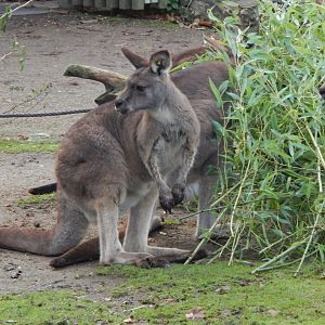 Tasmanian eastern grey kangaroo 261124