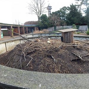 Black-tailed prairie dog habitat 261124