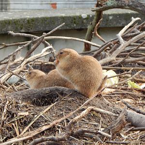 Black-tailed prairie dogs 261124
