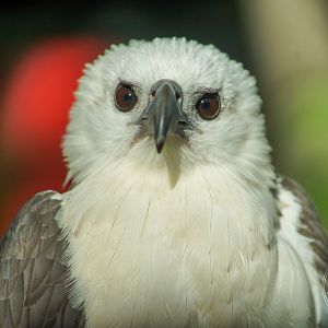 White-bellied Sea Eagle (Icthyophaga leucogaster)