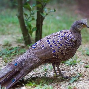 Grey Peacock-pheasant (Polyplectron bicalcaratum)