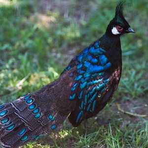 Palawan Peacock-pheasant (Polyplectron napoleonis)