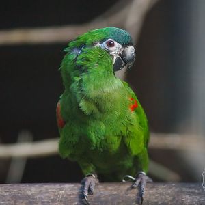 Hahn's Macaw (Diopsittaca nobilis)