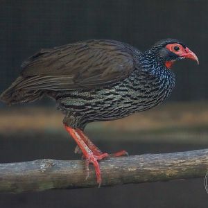 Red-necked Spurfowl (Pternistis afer)