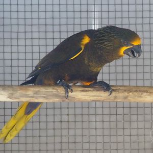 Duyvenbode's Lory (Chalcopsitta duivenbodei)