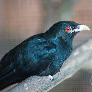 Asian Koel (Eudynamys scolopaceus)