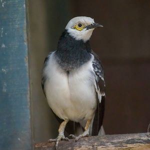 Black-collared Starling (Gracupica nigricollis)