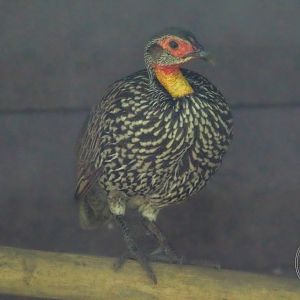 Yellow-necked Spurfowl (Pternistis leucoscepus)