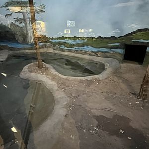 Saimese crocodile winter exhibit