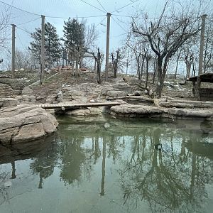 2nd Amur Tiger exhibit
